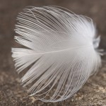 pluma gaviota